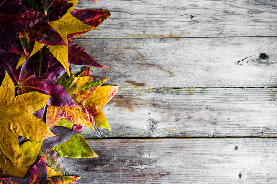 Autumn colorful leaves on rustic wooden background