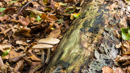 Two mushrooms growing under log in autumn forest