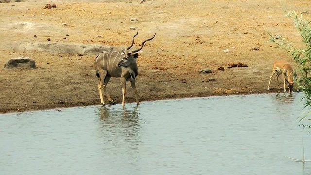 kudu at a waterhole, namibia