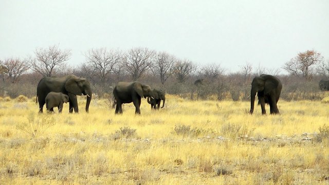 elephants in grassland, namibia
