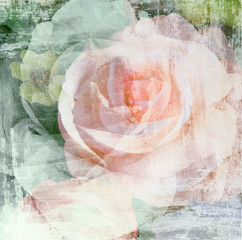 Vintage rose flower painted on wall background