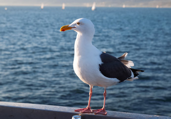 Obraz premium Beautiful seagull close-up