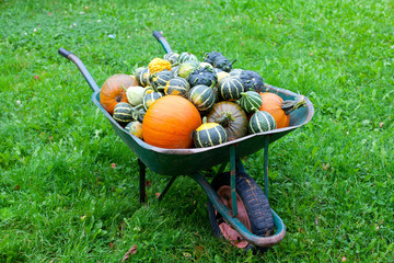 wheelbarrow full of pumpkins © Diana Taliun