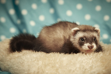 Seven weeks old ferret boy in studio