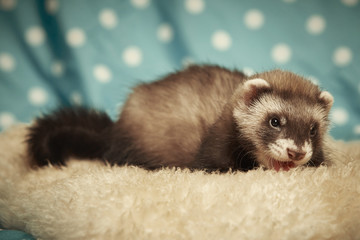 Fototapeta na wymiar Seven weeks old ferret boy