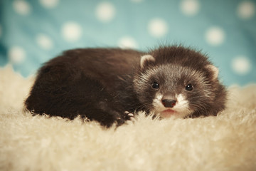 Little ferret female