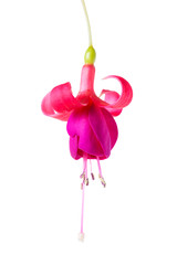 blooming beautiful single flower of lilac and red fuchsia is iso