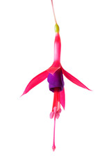 blooming beautiful single flower of lilac and red fuchsia is iso