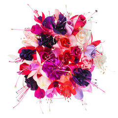 bouquet of colorful fuchsia flowers is isolated on white backgro - obrazy, fototapety, plakaty