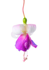 blooming beautiful single flower of white and lilac fuchsia is i