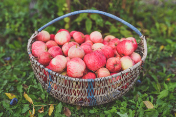 Large basket of apples
