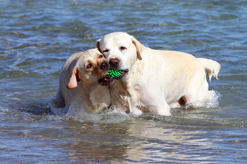 two yellow labradors playing in the sea