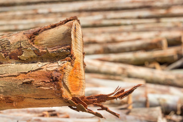 Pile of tree trunks cut