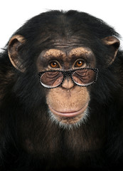 Fototapeta premium Close-up of a Chimpanzee looking at the camera, Pan troglodytes