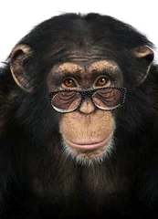 Fotobehang Close-up of a Chimpanzee looking at the camera, Pan troglodytes © Eric Isselée