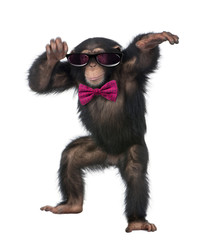 Naklejka premium Young Chimpanzee wearing glasses and a bow tie
