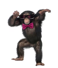 Crédence de cuisine en verre imprimé Singe Young Chimpanzee wearing glasses and a bow tie