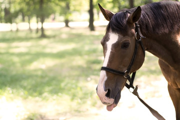 Beautiful horse on nature