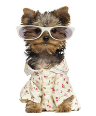 Dressed up Yorkshire Terrier puppy wearing glasses isolated