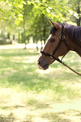 Beautiful horse on nature