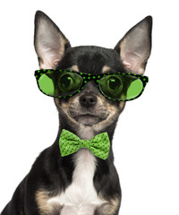 Close-up of a Chihuahua puppy wearing glasses and a bow tie
