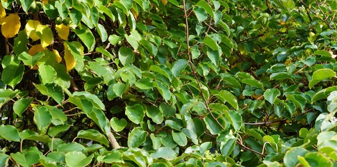 Prolific vine of the green baby kiwi fruit actinidia arguta 