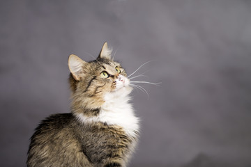 beautiful fluffy cat looking up