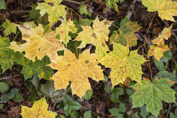 Colorful background of fallen autumn leaves