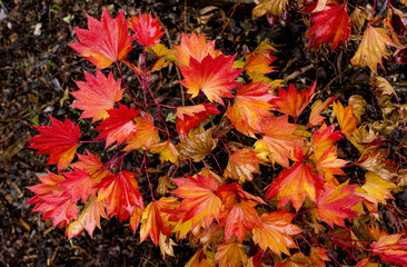 Colorful background of fallen autumn leaves