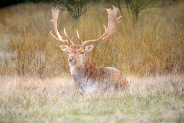 Fototapeta premium Romantischer Hirsch im Gras liegend