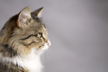 pensive look beautiful cat in the direction