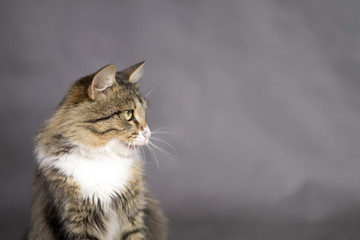 beautiful cat with an open mouth licked and looking away