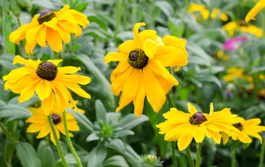 Yellow camomile flowers  in the home garden in summer season