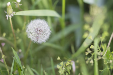 White dandelion in the grass background
