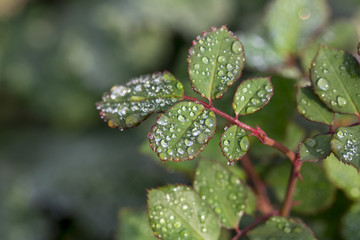flowers on the white background