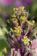 flowers on the white background