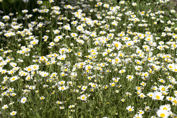 Chamomile field flowers in the garden
