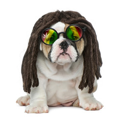 English bulldog puppy wearing a dreadlocks wig and glasses in fr