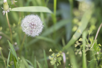 White dandelion in the grass background