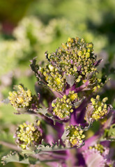 flowers on the white background
