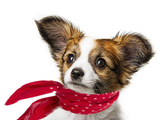 cute papillon puppy isolated over white
