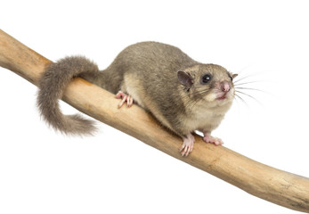 Edible dormouse on a branch in front of a white background