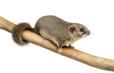 Obraz premium Edible dormouse on a branch in front of a white background