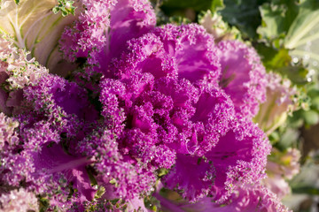 flowers on the white background