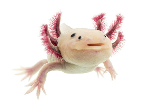 1 9 Best Axolotl Images Stock Photos Vectors Adobe Stock 1 9 Best Axolotl Images Stock Photos Vectors Adobe Stock