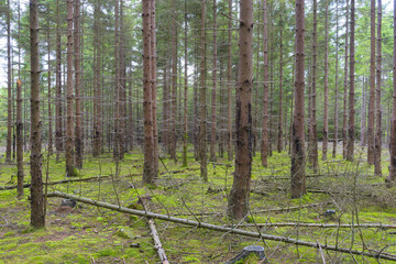 Fototapeta premium Spruce Forest