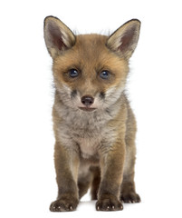 Fototapeta premium Fox cub (7 weeks old) sitting in front of a white background