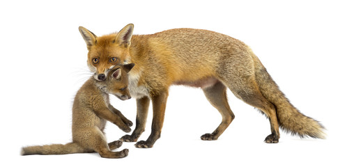 Mother fox carrying her cub (7 weeks old)