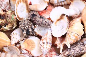 sea shells background