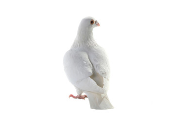 white pigeon